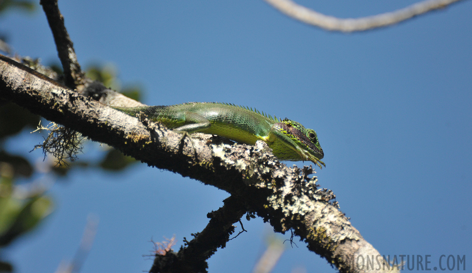 Calotes nigrilabris [550 mm, 1/3200 Sek. bei f / 5.6, ISO 1600]